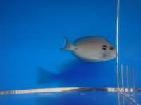 fish 271.jpg