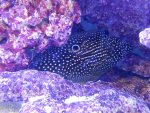 MARINE BETTA.jpg