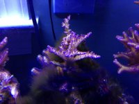 IMG_4132.jpg