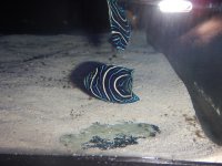 EMPEROR ANGELFISH.jpg