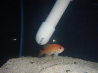 DSCN5187.jpg