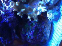 ImageUploadedByReefs2016-02-24 08:34:40 EST.jpg