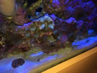 ImageUploadedByReefs2016-02-24 08:34:57 EST.jpg