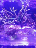 ImageUploadedByReefs2016-01-11 16:54:56 EST.jpg