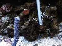 brittle starfish 1.jpg
