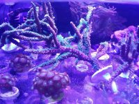ImageUploadedByReefs2016-01-11 16:55:04 EST.jpg