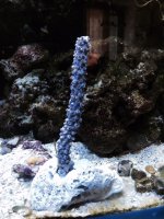 Gorgonian 1.jpg
