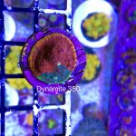 IMG_1028.jpg