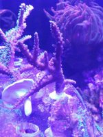 ImageUploadedByReefs2016-01-11 16:55:15 EST.jpg