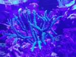 ImageUploadedByReefs2016-01-11 16:55:22 EST.jpg