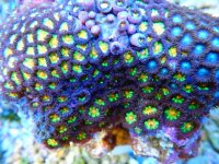 zoa2 59.99.JPG