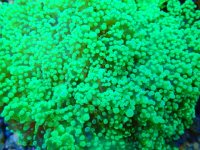 green frogspawn 79.99.JPG