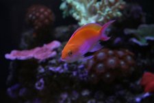 anthias onew.jpg