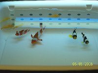 True Percs and Black Saddlebacks.jpg