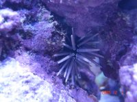 fish tank 112805 056.jpg