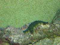 starfish1.jpg