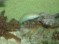 rsz_white wrasse.jpg