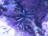 fish tank 112805 057.jpg