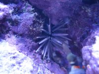 fish tank 112805 058.jpg