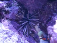 fish tank 112805 059.jpg