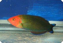 Saddle wrasse.jpg