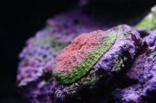 NEW NEW NEW  STOCK 007.jpg