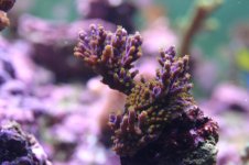 NEW NEW NEW  STOCK 009.jpg