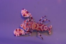 Exotic Shrimp 003.jpg