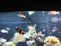 5-27-07 Reef Pics 027_800x600.JPG