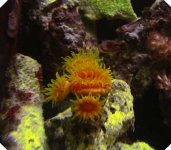 Dendro actinic polyps open.jpg