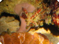 Linckia 8-27-06 cropped.jpg