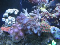 IMG_0043.JPG