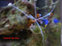 CleanerShrimp.jpg