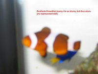 Clownfish.jpg