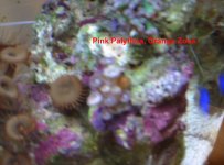 Pink-and-Orange-Polyps.jpg