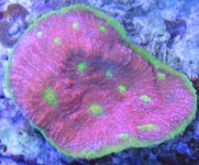 watermelon.jpg