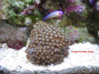 Purple-Firefish.jpg