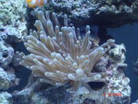 pinktip anemone.jpg