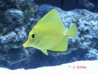 yellow.jpg