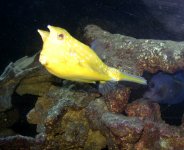 COW FISH .jpg