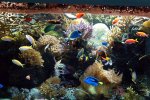 500-reef-lower-right.jpg