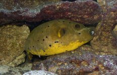 puffer golden .jpg