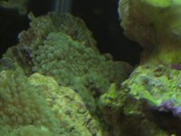 onlinesalepics 317.jpg