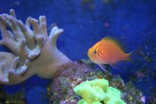 MY FISH 004.jpg