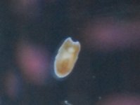 flatworm1.jpg