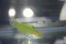MY FISH 007.jpg