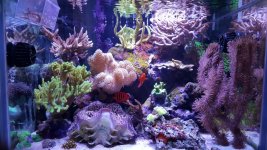 Reef.jpg