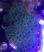 blue sympodium2.jpg