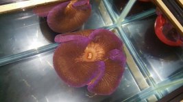 plumb purple haddoni (2).jpg