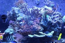 MyReefTank 032.jpg